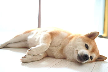 shiba, dog, puppy, shiba Inu, animal, pet, cute, canine, rest, light, blight