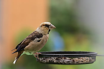 grosbeak, burung, Pemberi makan burung, alam, jatuh, margasatwa, hewan