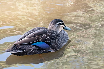 bird, avian, duck, pacific Black Duck, waterbird, anas Superciliosa, wildlife, nature, waterfowl, feathers, wings