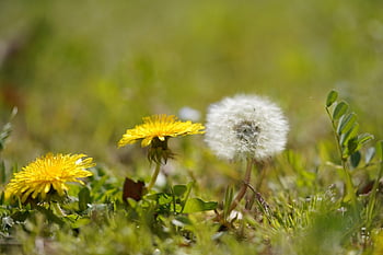 muschio, foresta, natura, verde, pianta, luce del sole, mistero, primavera, atmosfera, luce, misterioso