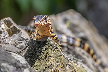 asijské vodní monitor, krutý, puntíkovaný, Austrálie, tropické klima, plazení, dráp, ohrožené druhy, zoologie, Thajsko, plaz