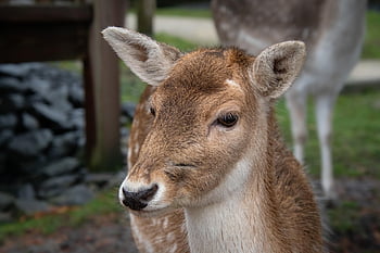 กวางยอง, สัตว์เลี้ยงลูกด้วยนมกีบเท้า, capreolus capreolus, ยอง, กวางไข่ตะวันตก, หัวกวางโร, Cervidae, พื้นหลังกวาง, วอลล์เปเปอร์กวาง