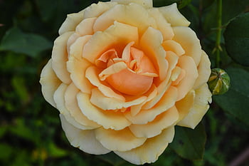fiori, germoglio, rosa, giardino, tenerezza, raffinatezza, eleganza, petali, fiore, Rose, fioritura