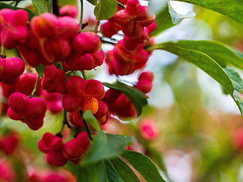 vřeteno, ovoce, rostlina, keř, strom, evropské vřeteno, euonymus europaeus, flóra, Příroda, detailní