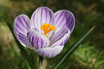 šafrán, krokus, květ, rostlin, květinové tapety, obilovin, Barevný Crocus, jarní květiny, jaro, flóra, krásné květiny