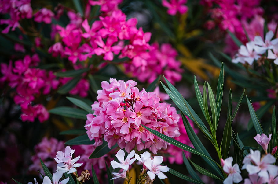 fiori selvatici, fiori rosa, fiori, giardino, natura, bolzano, Italia, primavera, viaggio, foglie di fiori, gatto