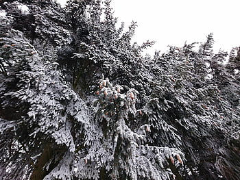 winter, cold, snow, ice, frost, nature, white, frozen, wintry, icy, landscape