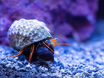 Kepiting Pertapa Zebra, hewan, akuarium, Kepiting, krustasea, kepiting pertapa, laut, alam, air garam, pasir, kerang