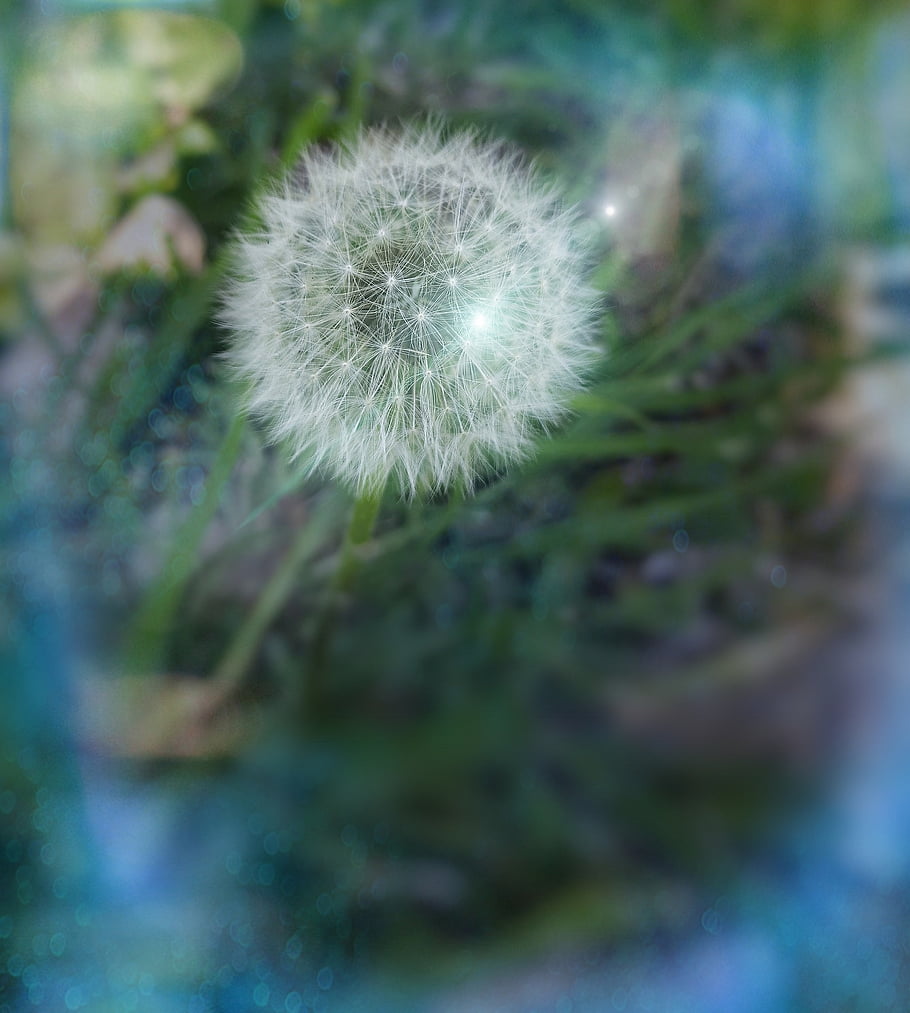 dandelion, macro, spring, meadow, bokeh, flower, herb, seeds, nature