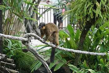 lemure dalla coda ad anelli, Lemure del Madagascar, Lemur marrone