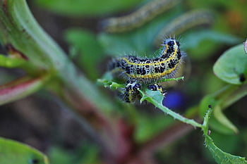 butterfly, nature, hairy, garden, caterpillar, insect, cocoon, colorful, wildlife, animal, animal Portrait