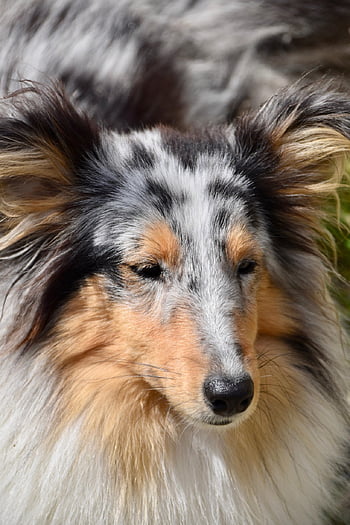 dog, nature, female Dog, shetland Sheepdog, pet, female, shetland Sheepdog Blue Merle, princess Bitch, long Muzzle, muzzle End, black Truffle