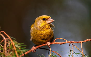 greenfinch, bird, perched, animal, feathers, plumage, beak, bill, bird Watching, ornithology, animal World