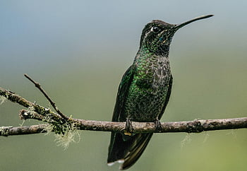 hummingbird, bird, perched, animal, feathers, plumage, beak, bill, bird Watching, ornithology, animal World