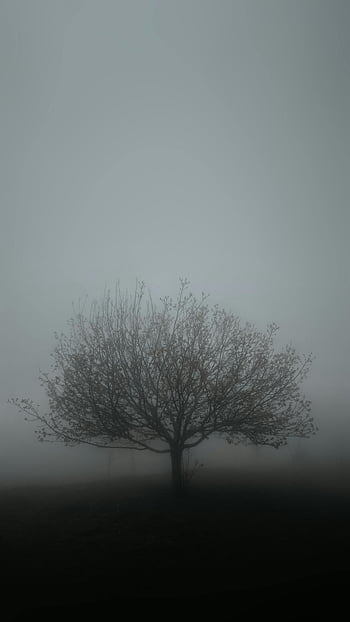 silhouette, single tree, field, fog, dramatic, İzmir, Türkiye, landscape, nature, atmospheric, misty