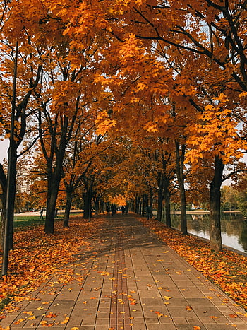 autumn trees, park, fall pathway, vibrant autumn, peaceful river, tranquil scene, fall foliage, autumn leaves, park pathway, seasonal beauty, nature walkway