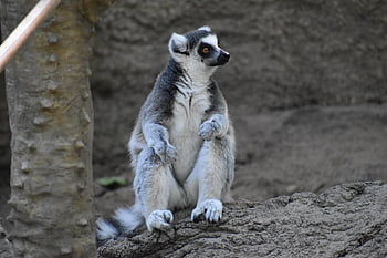 lemur, primát, zvíře, savec, zoo, zoologie, biologie, volně žijících živočichů, zblízka, Příroda, zvířecí fotograf