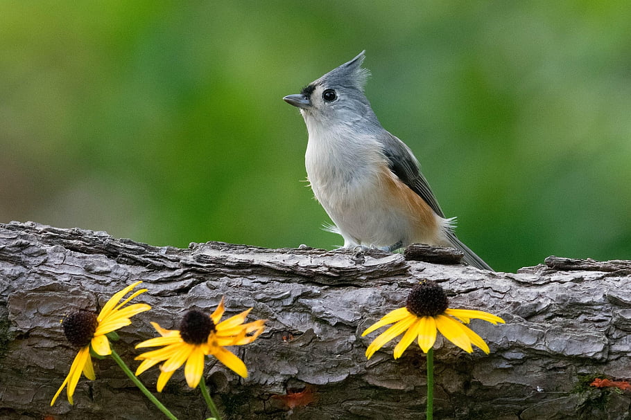 pták, ptačí, ornitologie, venku, květinové pozadí, peří, květinové tapety, pěvec, všívaný titmouse, krásné květiny, kůra
