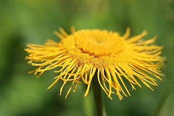 Alan, Inula, vero alant, inula helenium, petali gialli, bellissimi fiori, fiore giallo, fiore, pianta, carta da parati floreale, petali