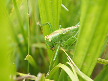 saranče, zelená, hmyz, Příroda, viridissima, zblízka, letní, zvíře, seepferdchen, tráva