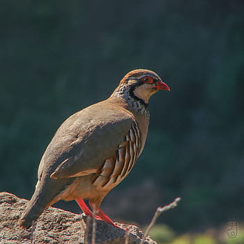 Partridge s červenohnědou, alectoris rufa, pták, gran canaria, Španělsko, Evropa, fotografování divoké zvěře, krmení, Engalse de Soria, san bartolomé de tirajana, Sony DSC-H5