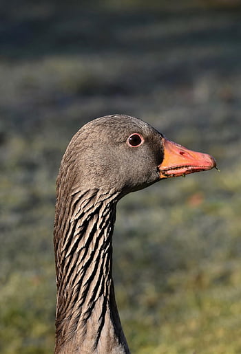 bird, greylag Goose, goose, water Bird, animal, wildlife, nature, beak