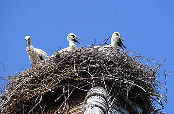鳥、 鳥の巣、 こうのとり、 ネスト、 ガラガラコウノトリ、 コウノトリ、 子孫