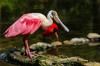 Roseate Spoonbill, pink feathers, white bird, close-up, water, vivid pink, perched, nature, wildlife, spoonbill, pink and white bird