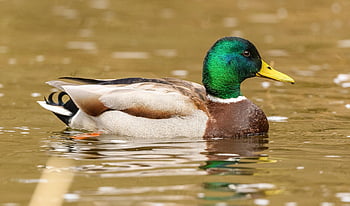 Vogel, Vogelkunde, Ente, wild, männlich, Schwimmen, anas platyrhynchos, anas, platyrhynchos, Tier, Tierwelt