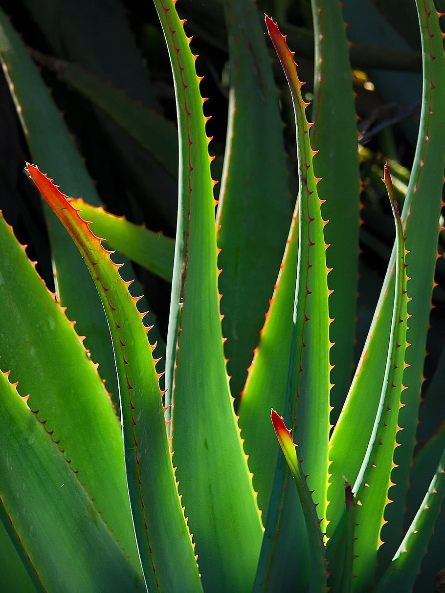 pianta, Aloe Vera, succulento, natura, gambo, botanica, crescita, giallo, solo, verde, guarigione