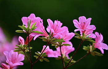 rododendron, Příroda, keř, zahrada, rostlina, květ, kvetoucí keř, růžový, rhododendron květina, rododendron pupeny, jaro