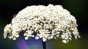 wilde Karotte, Blumen, Pflanze, schöne Blumen, Daucus Carota, Königin Anne Spitze, weiße Blumen, Blütenblätter, blühen, Blumen Hintergrund, wilde Blumen