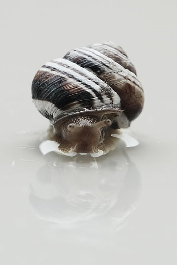 hlemýžď, shell, měkkýš, plži, Ulita šneka, zvíře, živočišného světa, sonda, sliz, kryt, plazit se