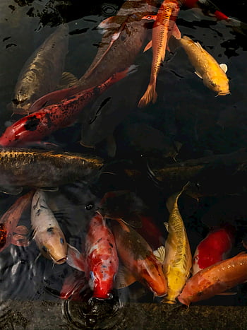 koi fish, Hong Kong pond, colorful koi, swimming gracefully, serene pond, good fortune, pond fish, aquatic life, decorative fish, water garden, ornamental fish