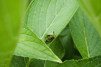 frog, amphibian, animal, leaves, green, nature, wildlife