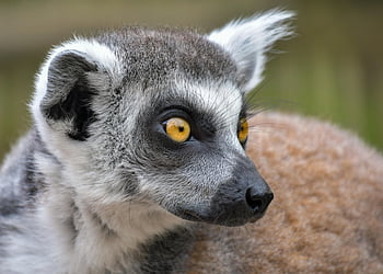 lemur, arboreal, primate, arboreal Primate, nature, madagascar, mammal, wild, wild Animal, wildlife, wilderness