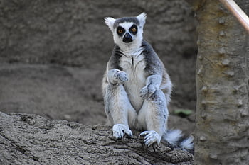 lemur, primát, zvíře, savec, zoo, zoologie, biologie, volně žijících živočichů, zblízka, Příroda, sedadlo