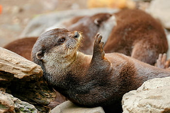 otter, lying on rocks, cute otter, playful moment, wild otter, otter in nature, otter on back, otter among rocks, otter wildlife, otter photo, otter image