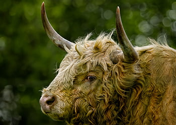 cow, highland Cattle, highland Cow, cattle, nature, bovine, ruminant, livestock, horns, mammal, animal