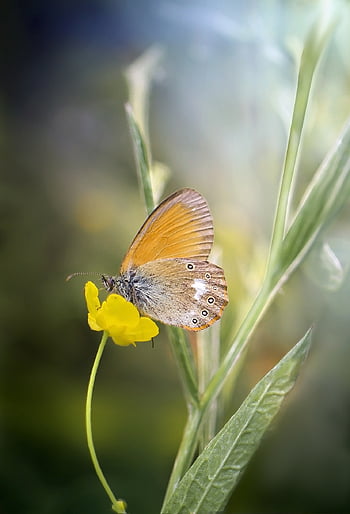 vlinder, strzępotek, bloem behang, strzępotek glicerion, insect, vleugel, natuur, dieren, mooie bloemen, mooi, kleurrijk