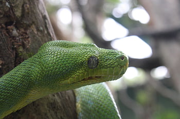green Tree Snake, lizard, snake, leaves, green, tree, nature, animal, non-hazardous, reptile, creature