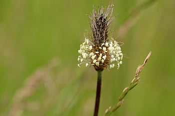jitrocel ribwort, plicník, Ribwort, léčivé byliny, divoká bylina, plantago, květenství, luční rostlina, Příroda