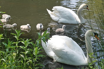 swans, young Swans, swan Family, moederzorg, young Animals, animals, spring, nature, animals In The Wild, wilderness, avian