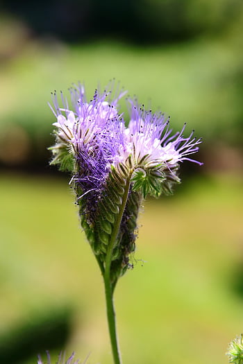 Včelí pastviny, včela příteli, všívané krásné, všívaná květina, fialový, raublattgewächs, včelařská rostlina, hmyzí květ, phacelia, neophyte, zelená rostlina hnoje