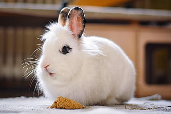 rabbit, nature, bunny, pet, dwarf Rabbit, white Rabbit, animal, domestic, cute, feeding