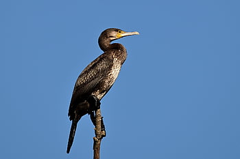 cormorán, pájaro, animal, pico, plumas, plumaje, alas, posado, fauna silvestre, naturaleza, ornitología