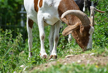 chèvre, envie, animal, bouc, chèvre domestique, bétail, ruminant, mammifère, cour de ferme, la nature, le monde des animaux