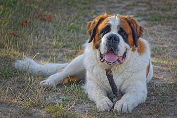 saint Bernard, pet, animal, dog, outdoors, canine