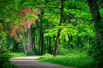 path, forest, forest Path, nature, avenue, trail, landscape, wood, environment, mood, green