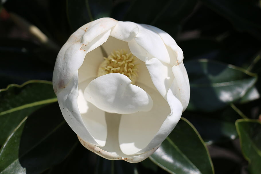 magnolia, flower, plant, white Flower, petals, bloom, blossom, tree, garden, nature, flora
